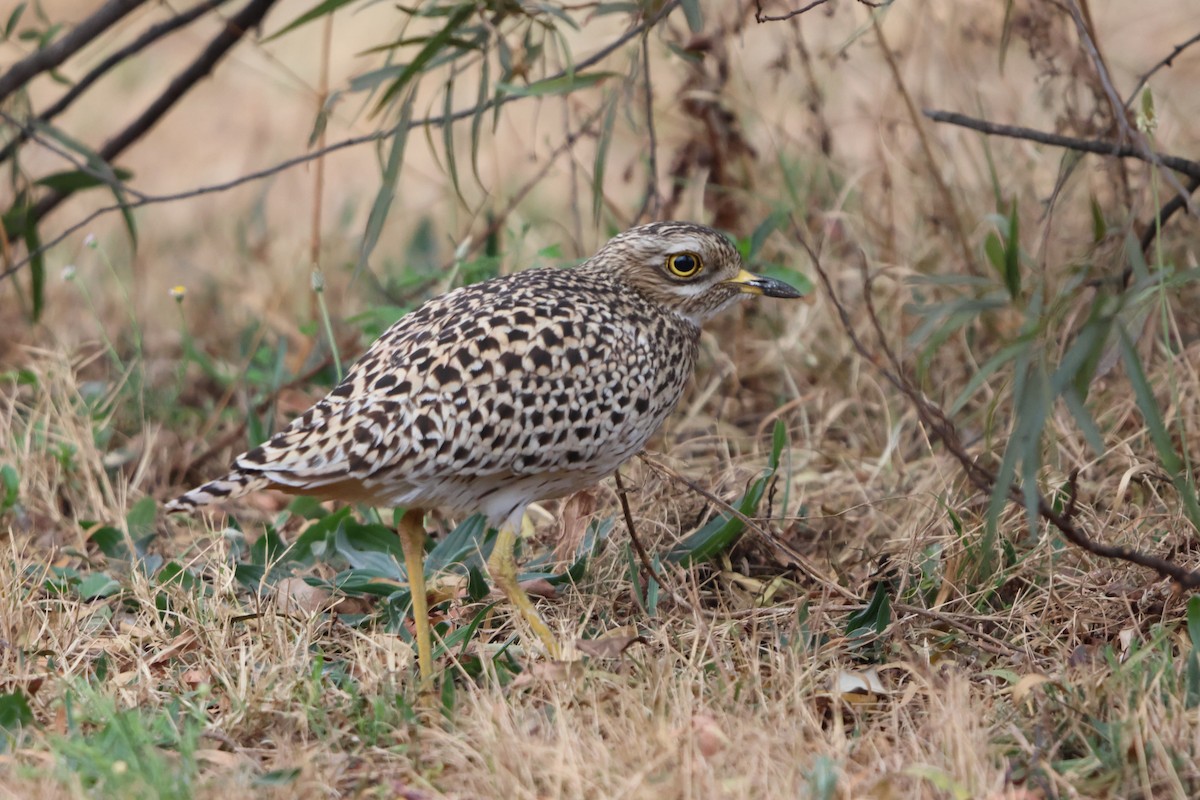 Spotted Thick-knee - ML641438469