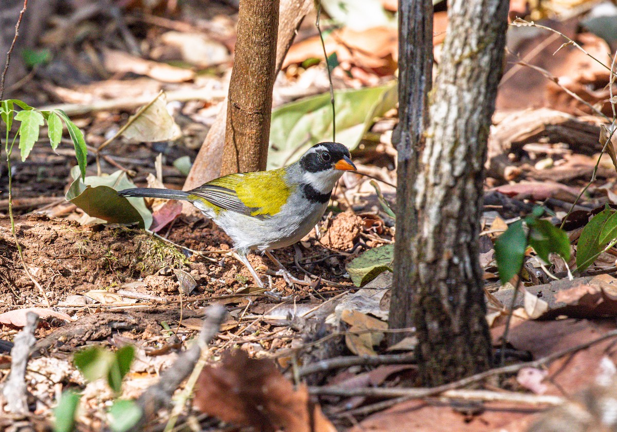 Saffron-billed Sparrow (Saffron-billed) - ML641438470