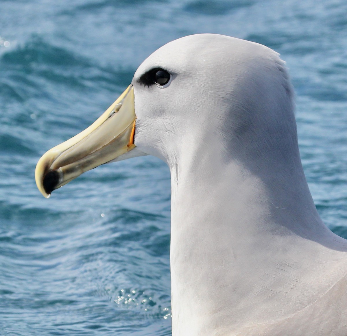 Salvin's Albatross - ML641438507