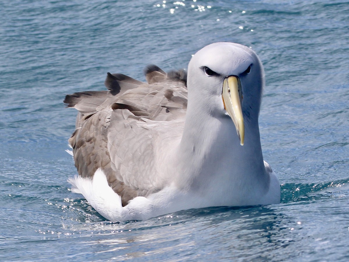 Salvin's Albatross - ML641438508