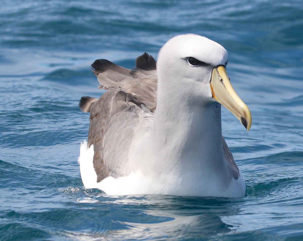 Salvin's Albatross - ML641438510