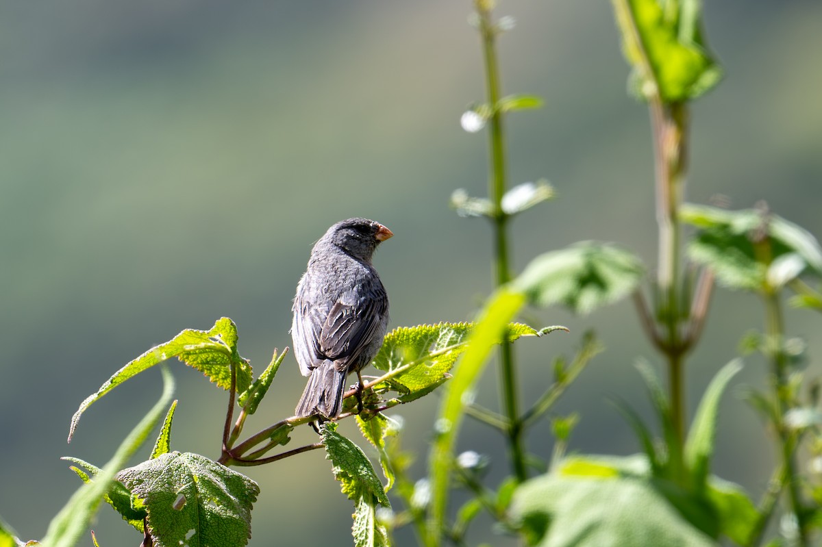 Plain-colored Seedeater - ML641438519