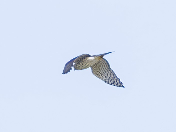 Sharp-shinned Hawk - ML641438520