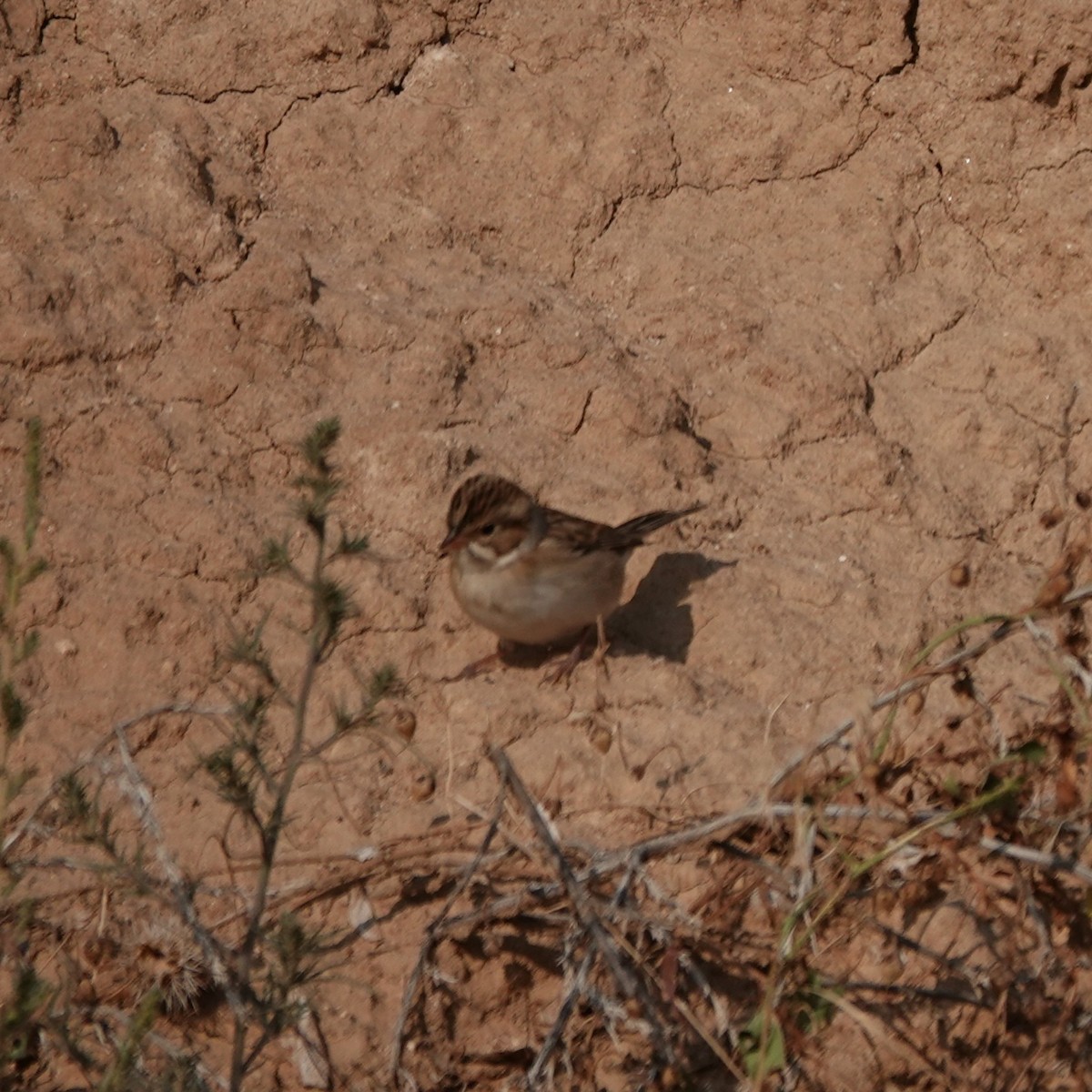 Clay-colored Sparrow - ML641438601