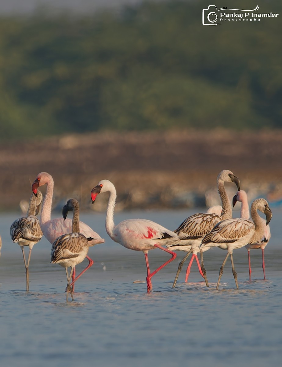 Lesser Flamingo - ML641438678