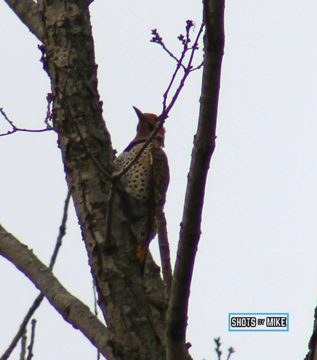 Northern Flicker - ML641438690