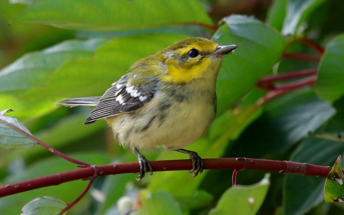 Black-throated Green Warbler - ML641438695