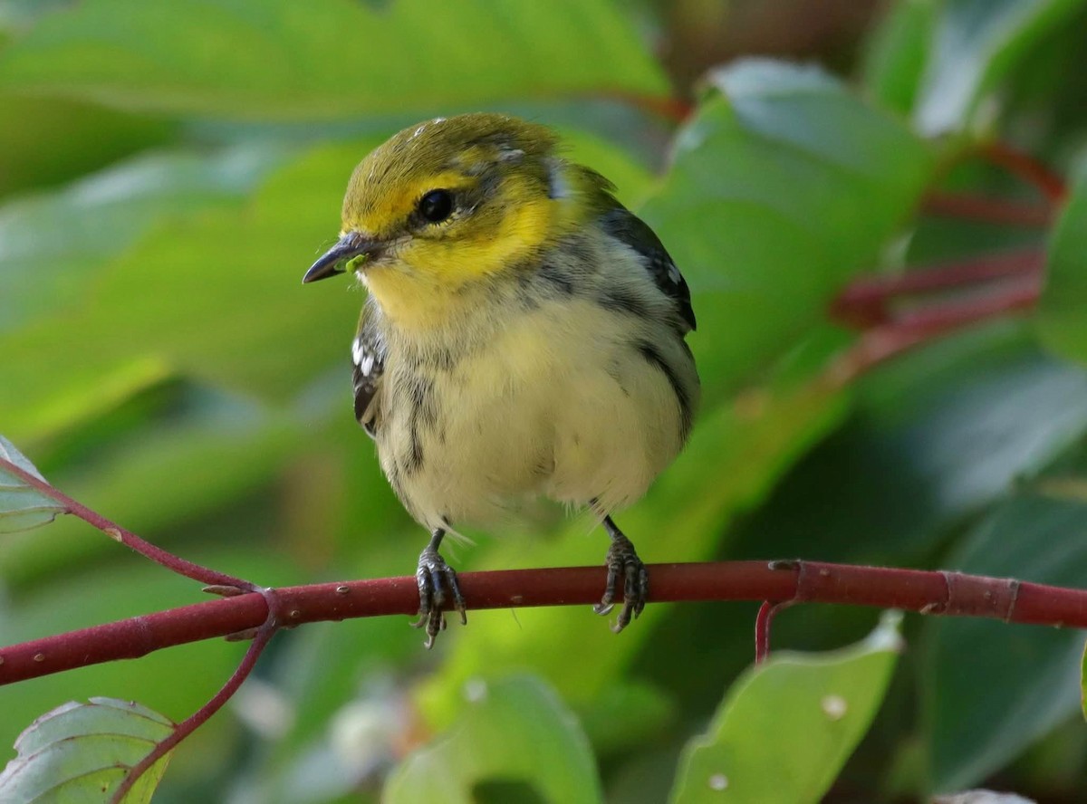 Black-throated Green Warbler - ML641438701