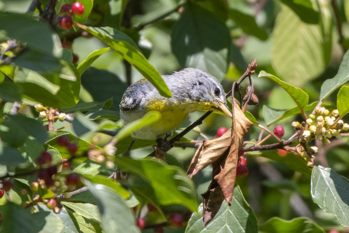Northern Parula - ML641438711