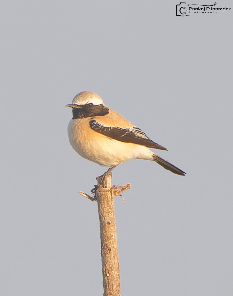 Цөлийн чогчиго - ML641438721