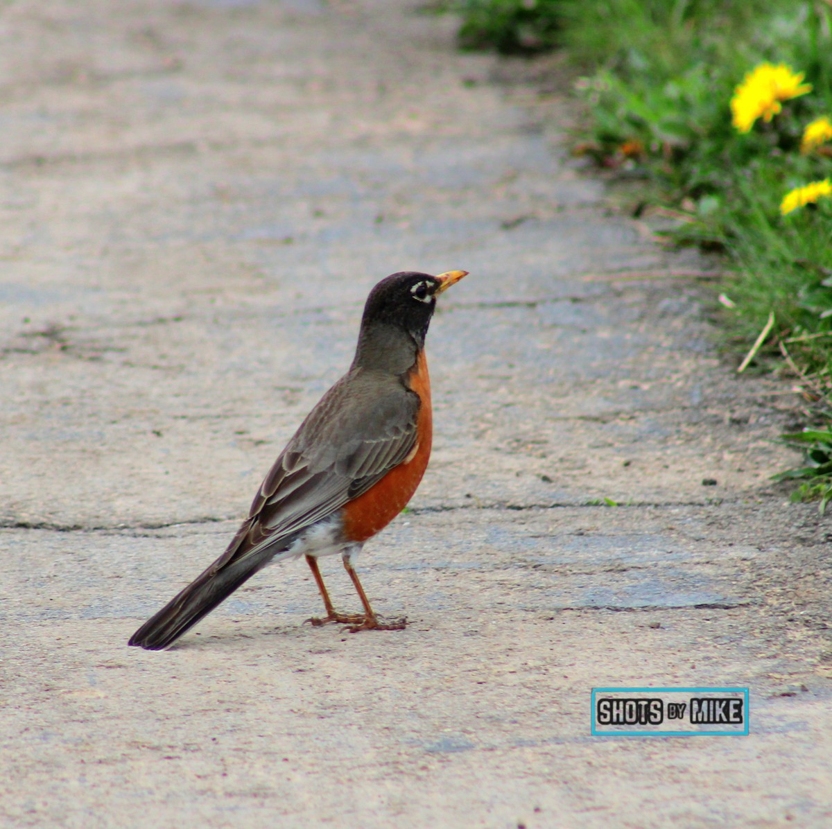 American Robin - ML641438736