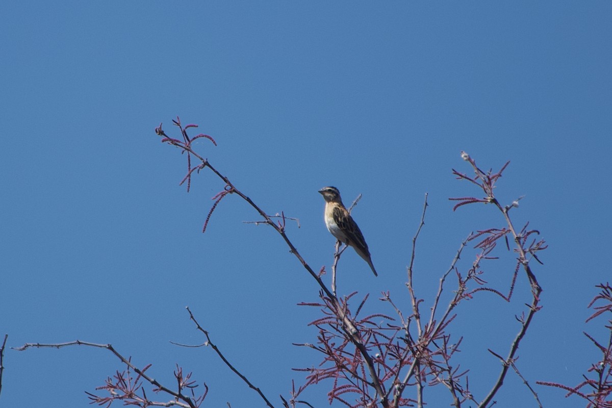 Eastern Paradise-Whydah - ML641438739