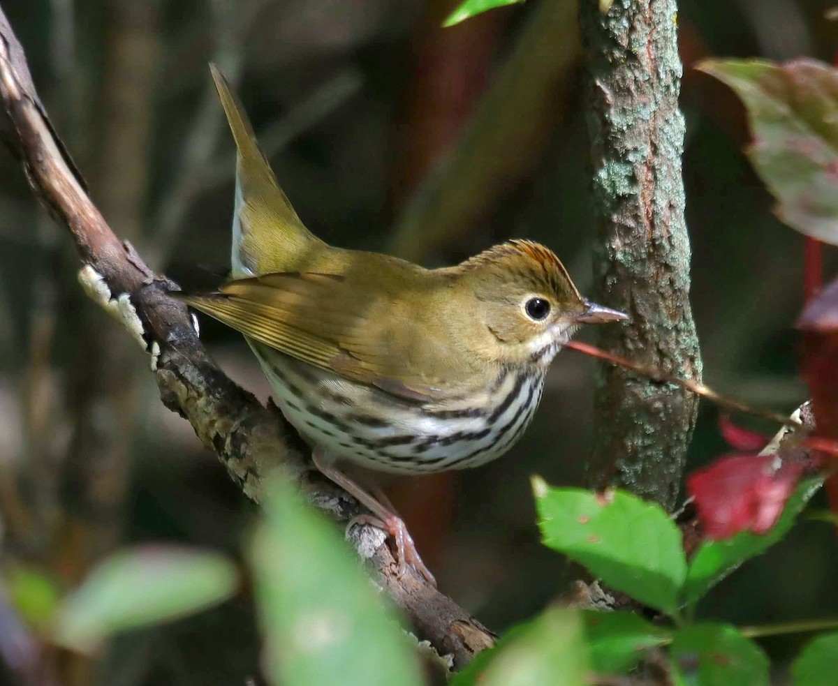Ovenbird - ML641438742