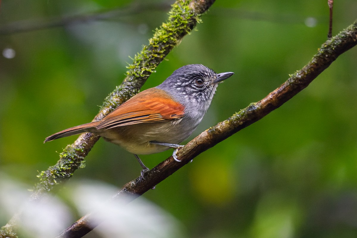 Rufous-backed Antvireo - ML641438776