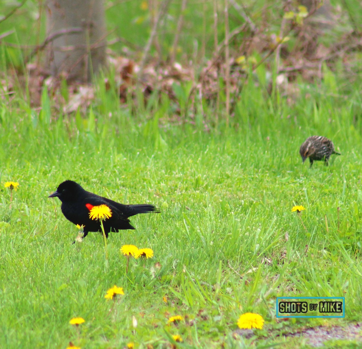 Red-winged Blackbird - ML641438780