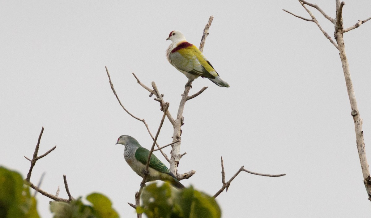 Many-colored Fruit-Dove - ML641438785