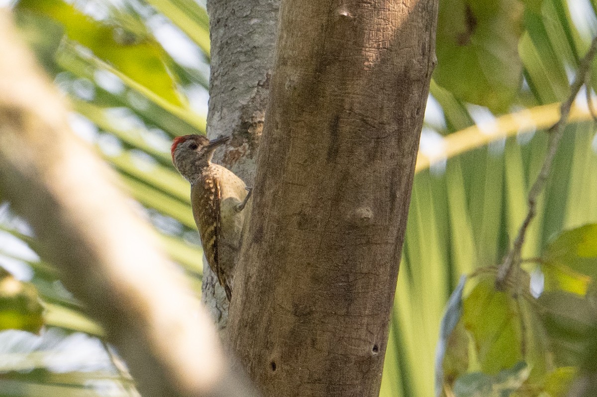 Cardinal Woodpecker - ML641438791