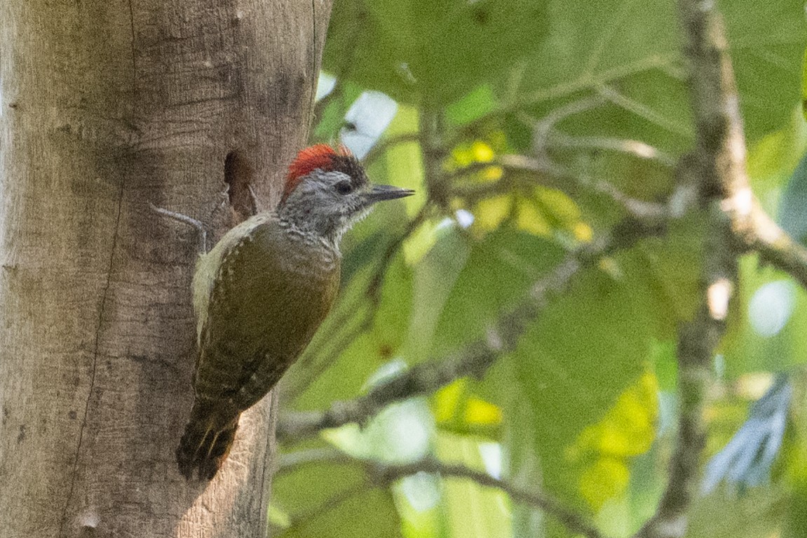 Cardinal Woodpecker - ML641438802