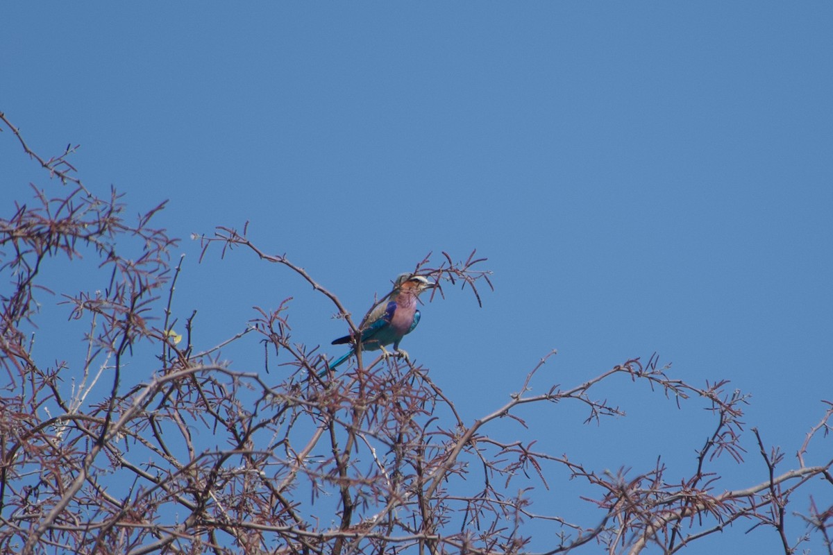 Lilac-breasted Roller - ML641438803