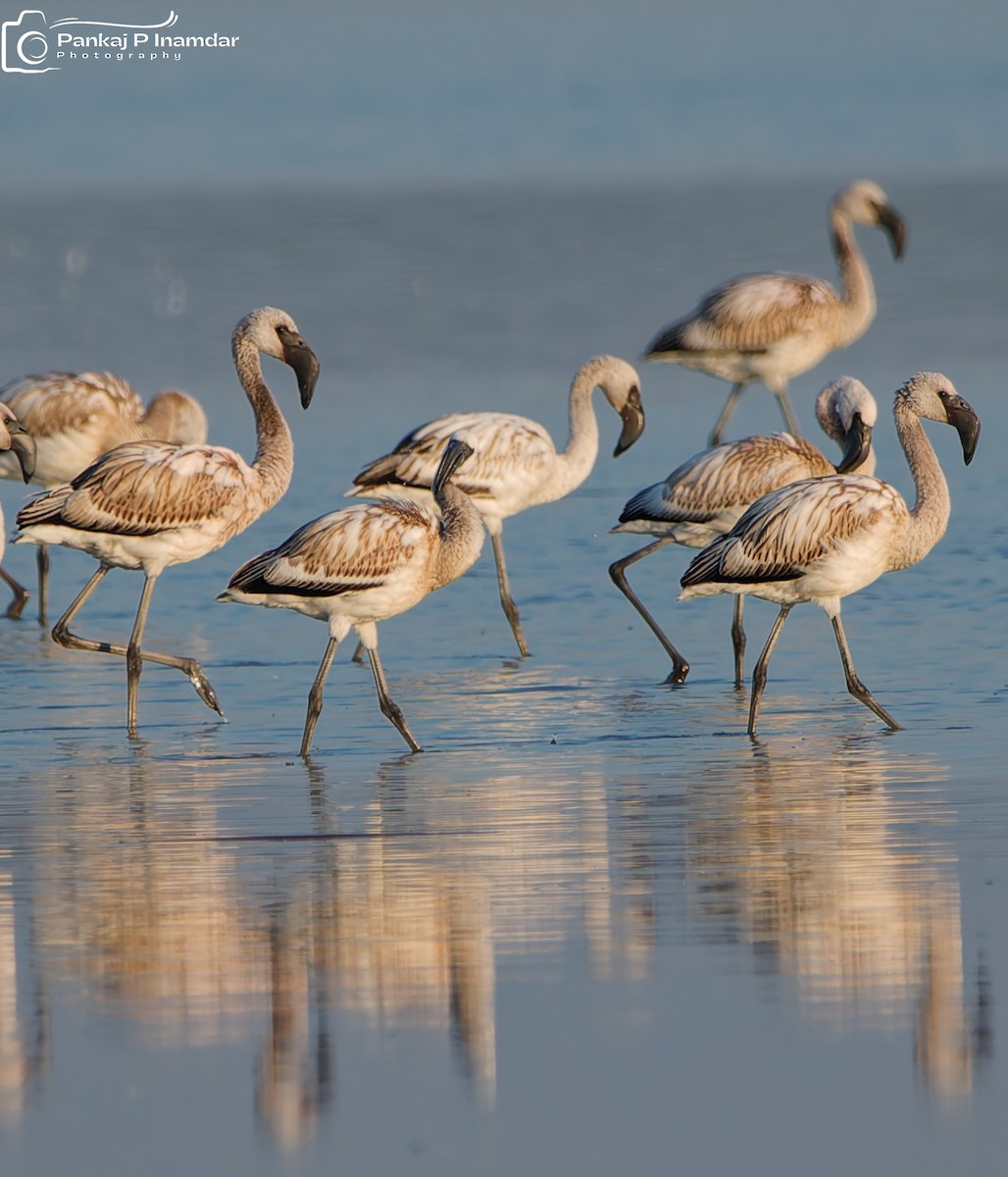 Lesser Flamingo - ML641438804