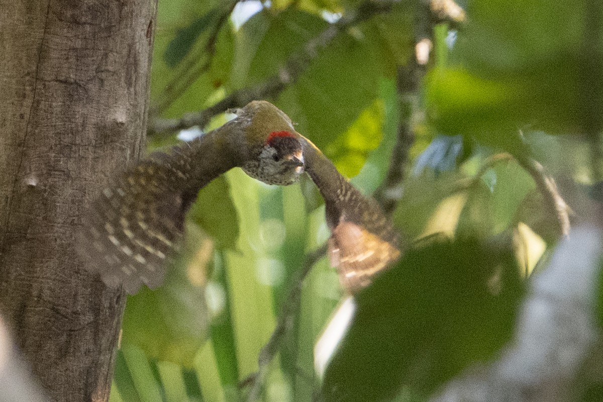 Cardinal Woodpecker - ML641438806