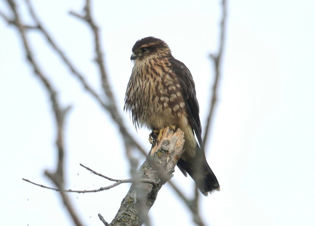 Merlin - ML641438816