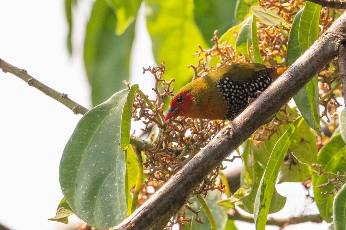 Green-backed Twinspot - ML641438832