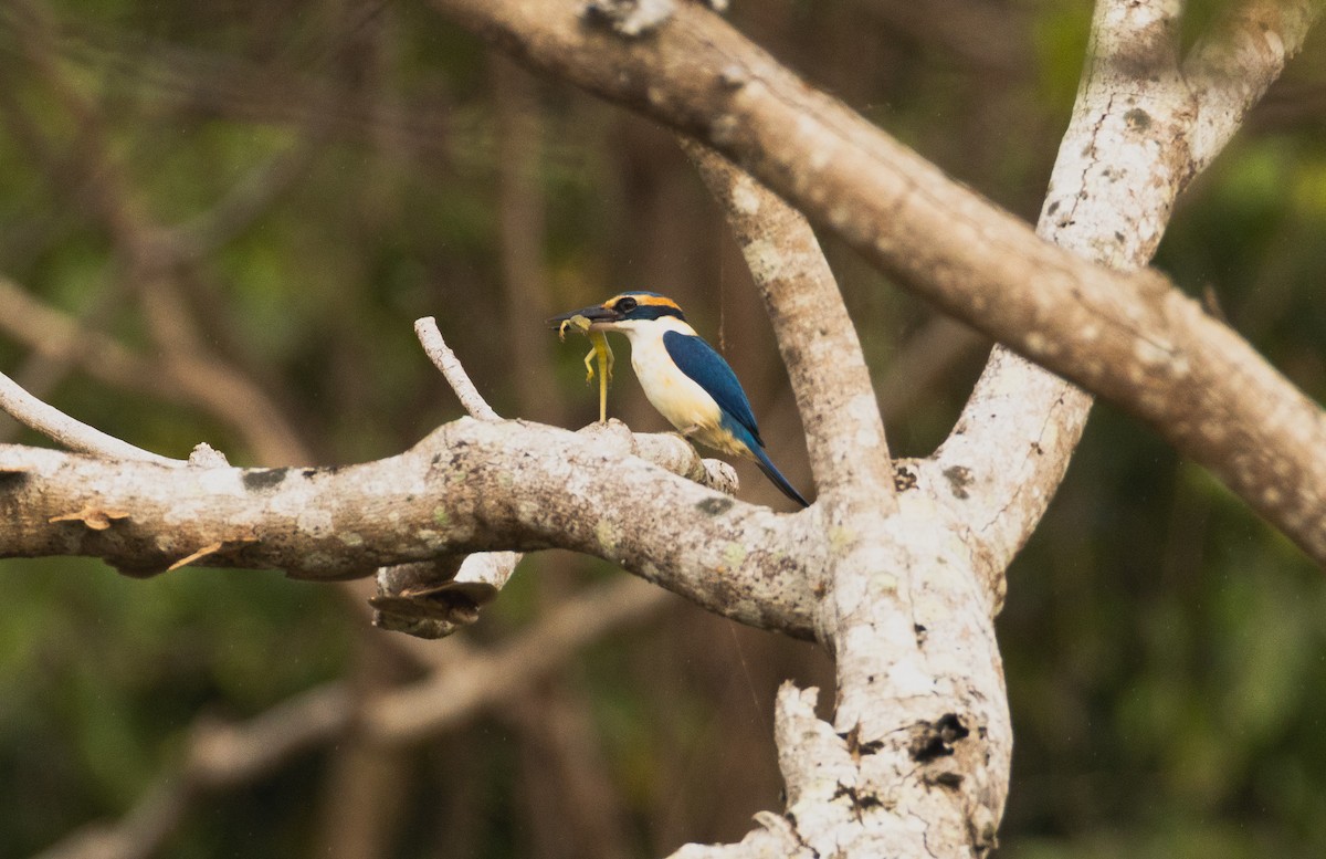 Pacific Kingfisher - ML641438833