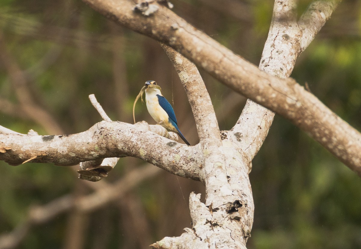 Pacific Kingfisher - ML641438834