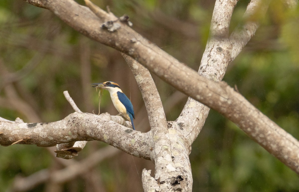 Pacific Kingfisher - ML641438835