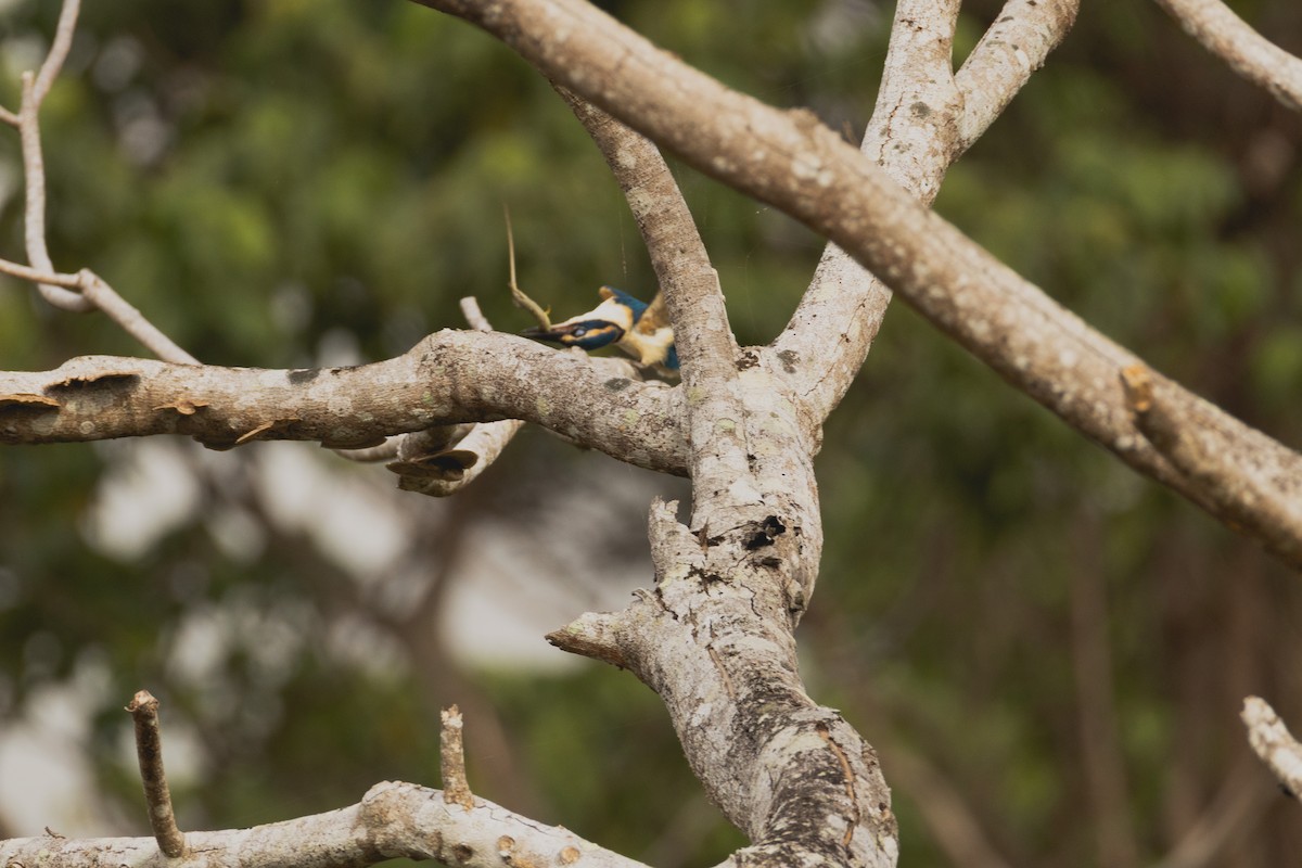 Pacific Kingfisher - ML641438836