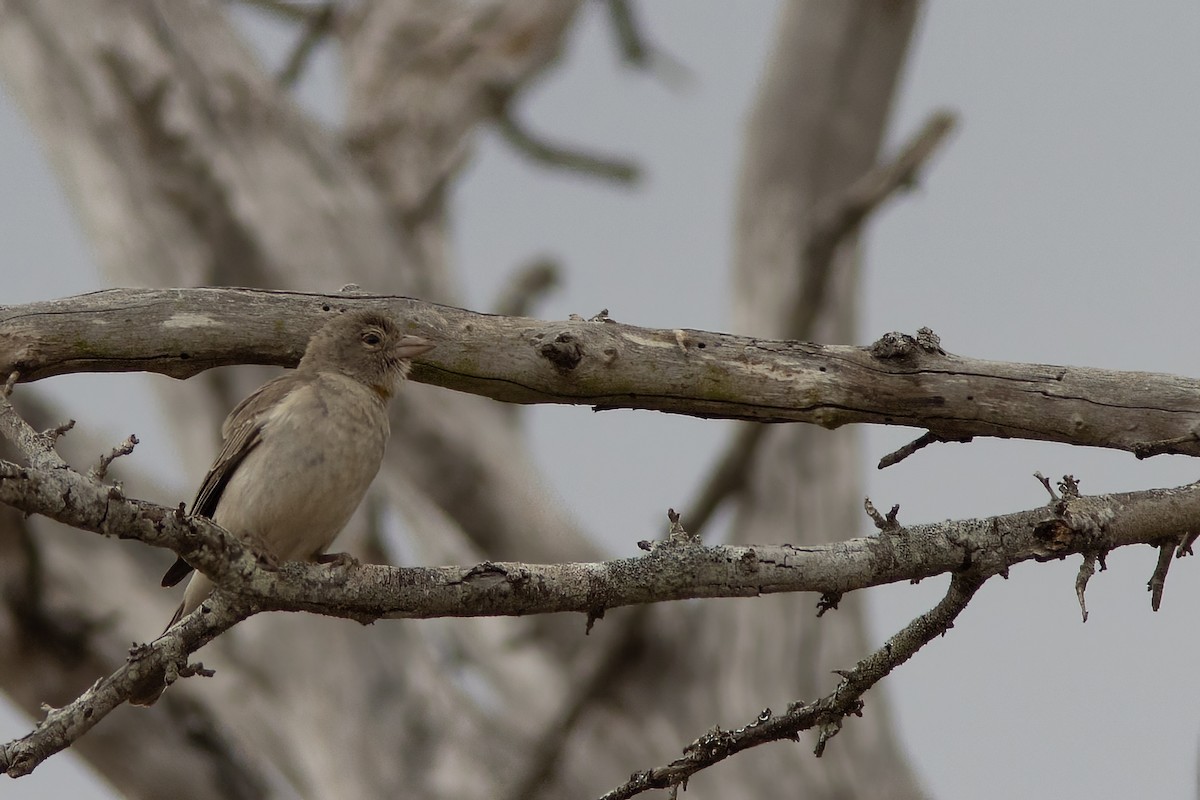 Yellow-spotted Bush Sparrow - ML641438838