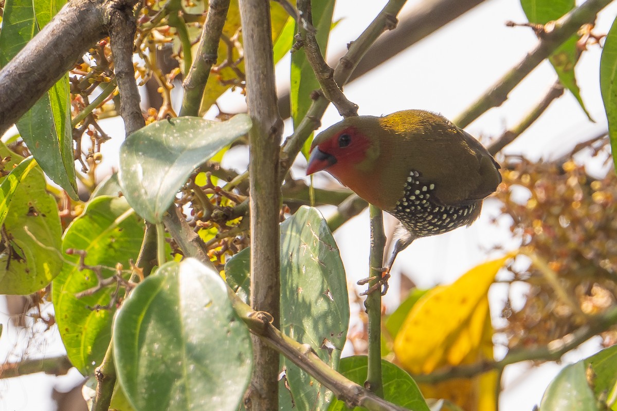 Green-backed Twinspot - ML641438839