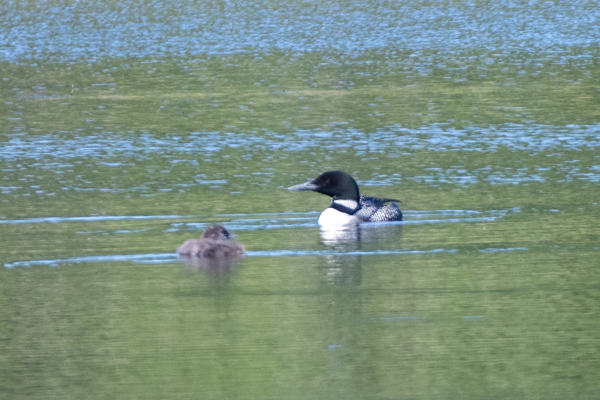 Common Loon - ML641438844