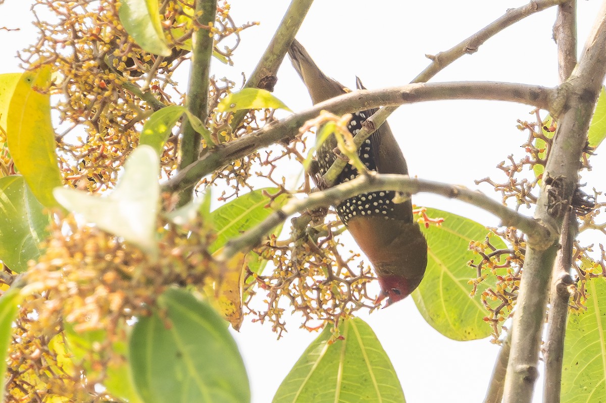 Green-backed Twinspot - ML641438845