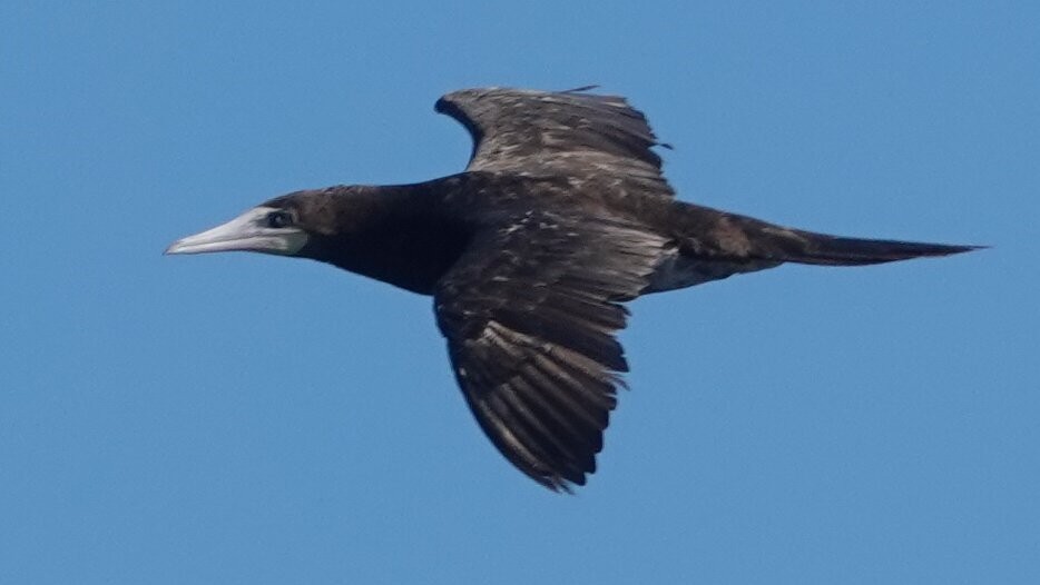カツオドリ（leucogaster） - ML641438853