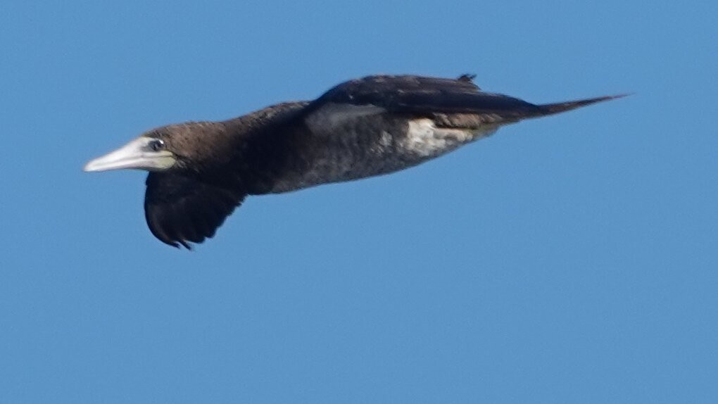 カツオドリ（leucogaster） - ML641438854