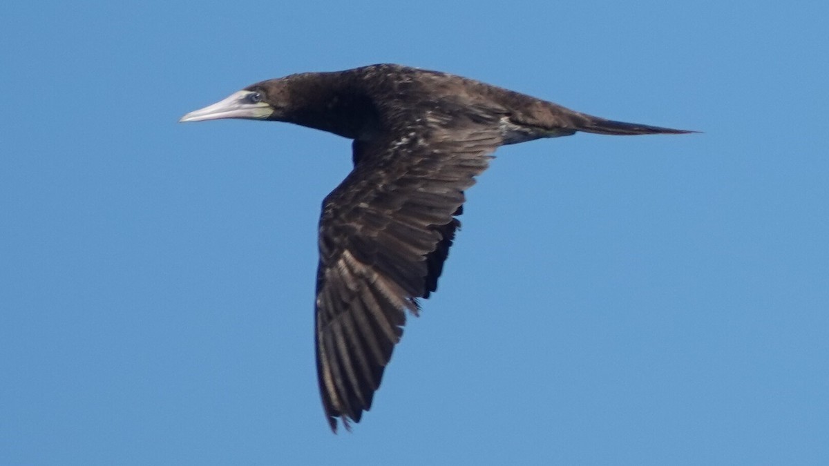 カツオドリ（leucogaster） - ML641438855