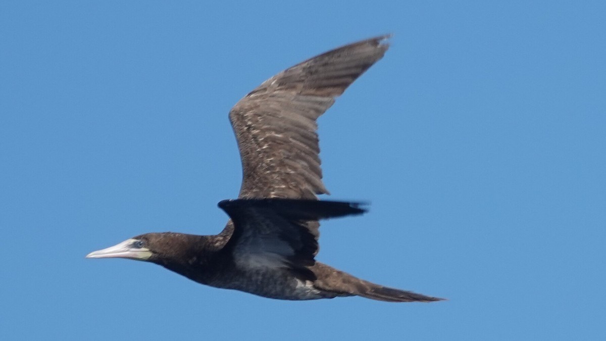 カツオドリ（leucogaster） - ML641438856
