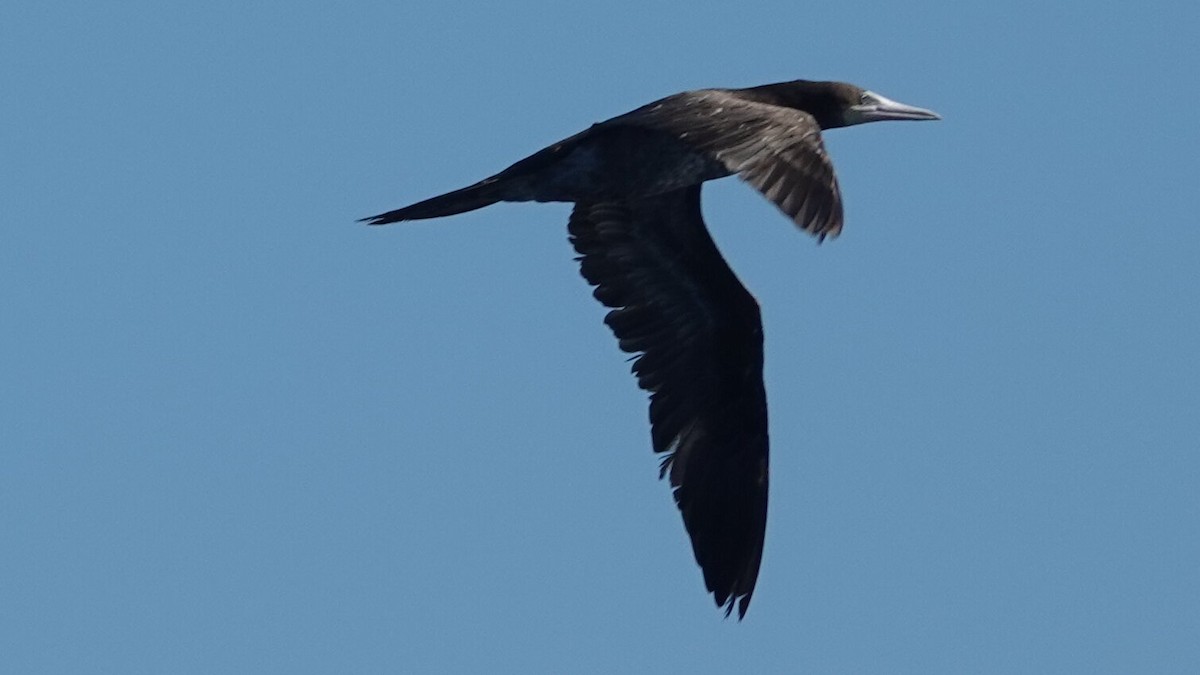 カツオドリ（leucogaster） - ML641438857