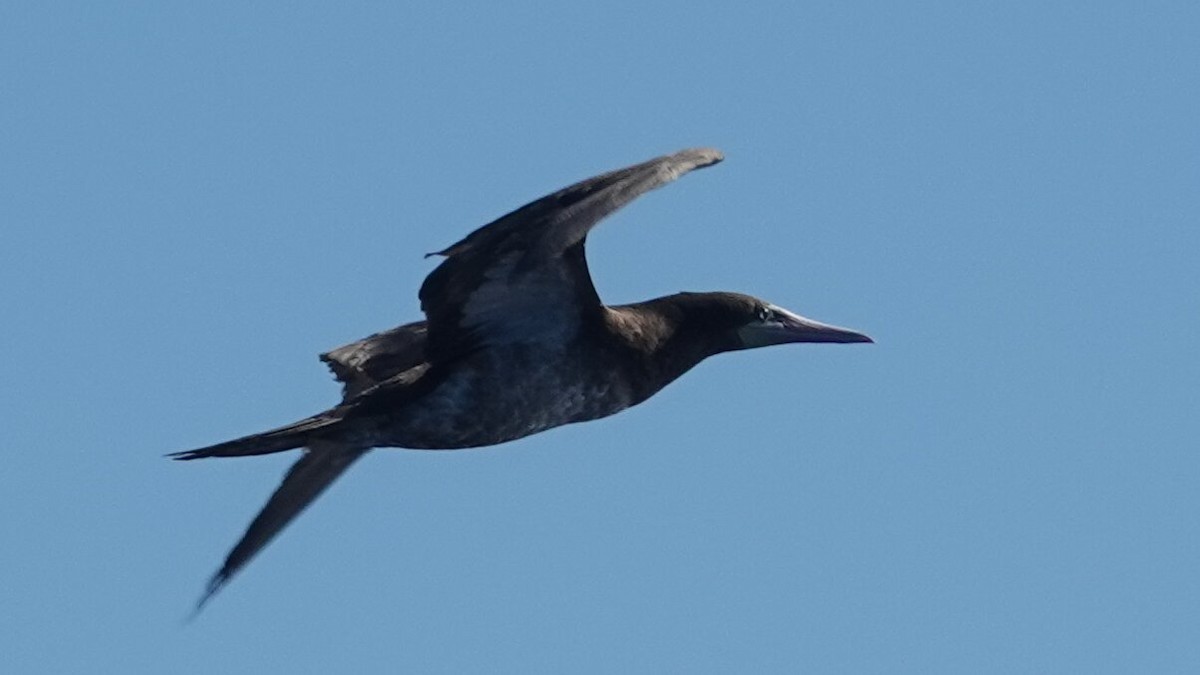 カツオドリ（leucogaster） - ML641438858