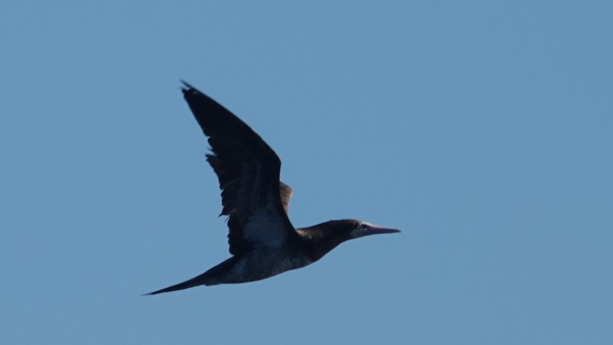 カツオドリ（leucogaster） - ML641438859