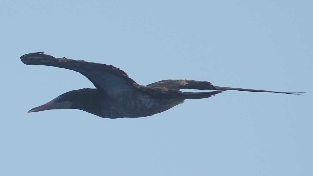 カツオドリ（leucogaster） - ML641438860