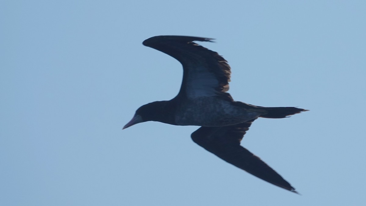 カツオドリ（leucogaster） - ML641438861