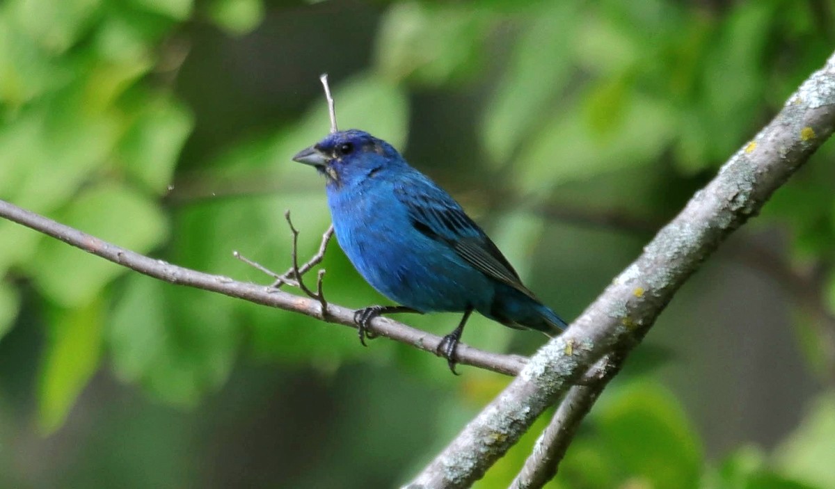 Indigo Bunting - ML641438865