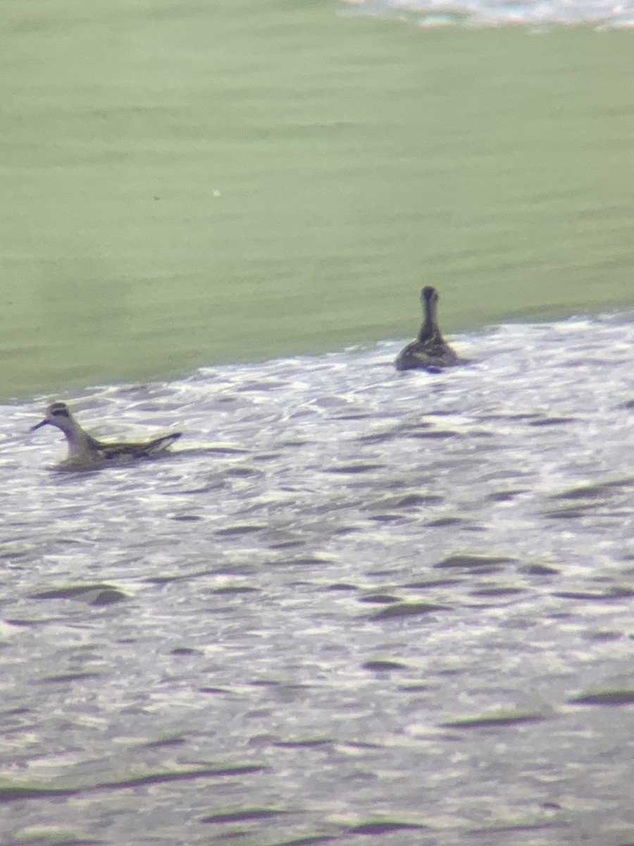 Red-necked Phalarope - ML641438875