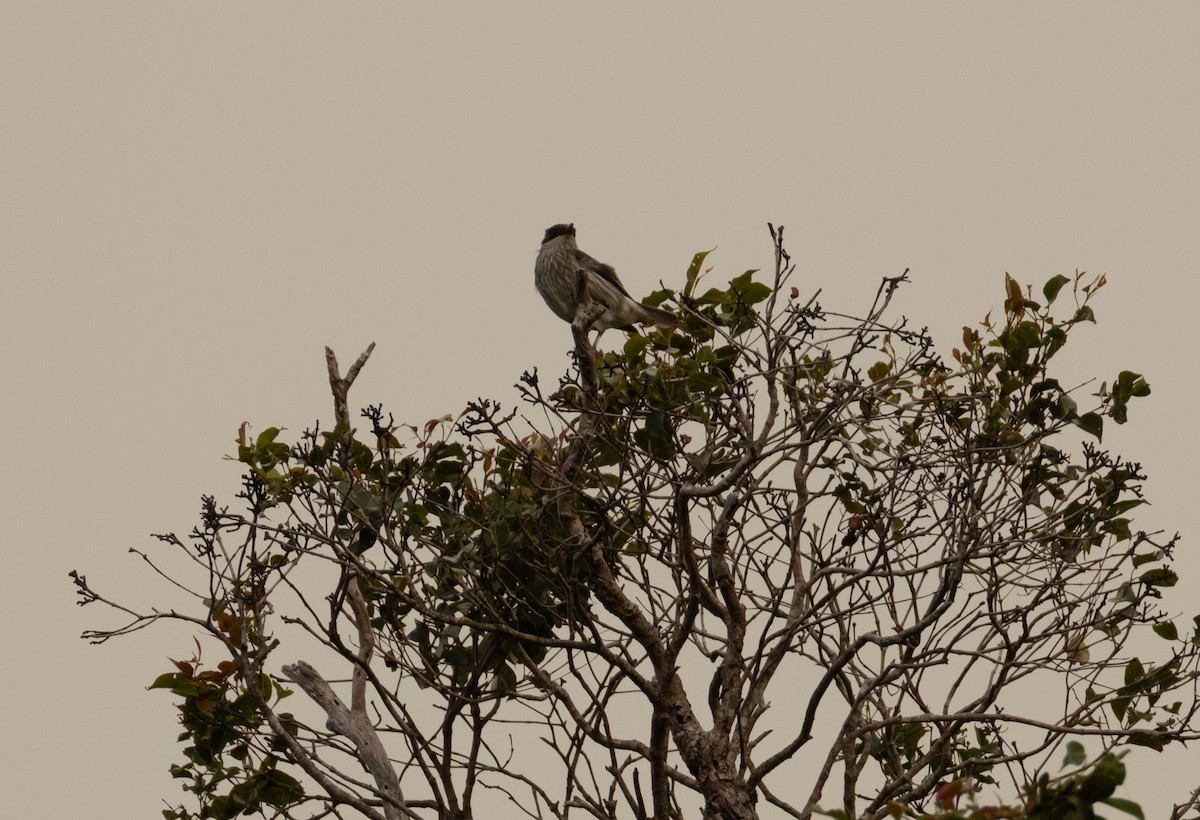 Polynesian Starling - ML641438887