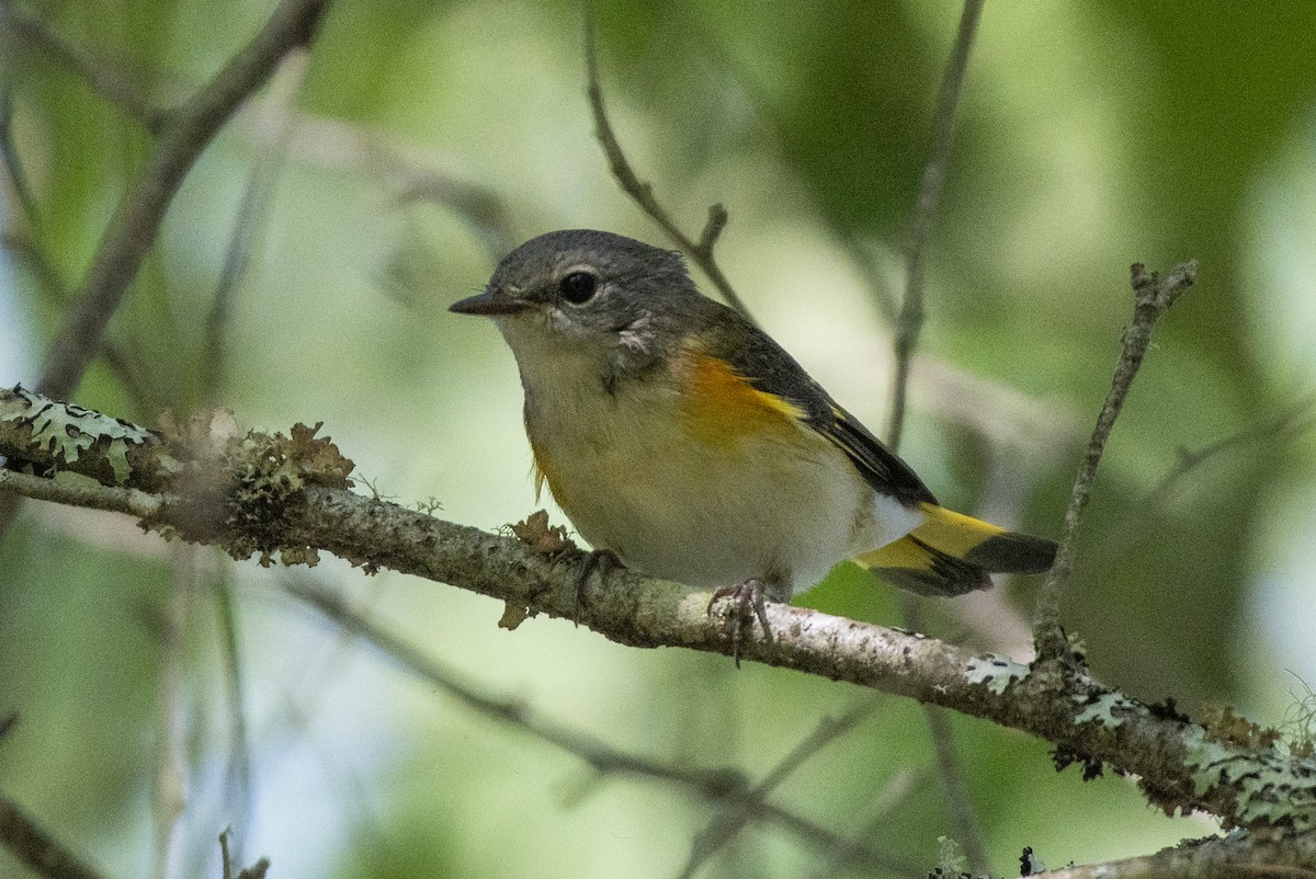 American Redstart - ML641438900