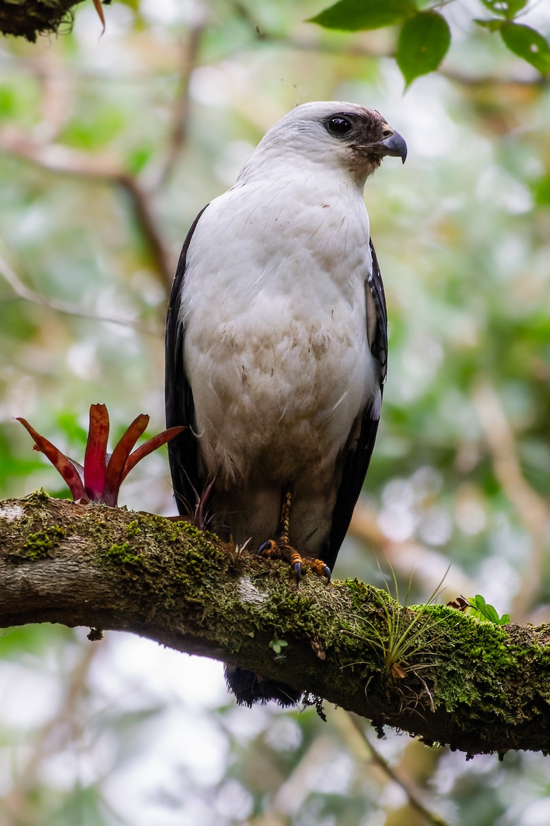 White-necked Hawk - ML641438921