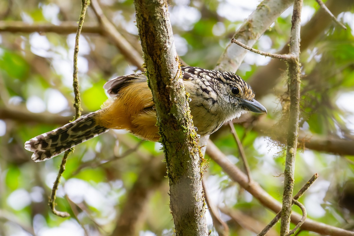 Spot-backed Antshrike - ML641438925